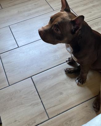 American bully