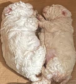 Disponibili cuccioli di Lagotto con pedigree