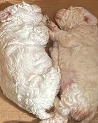 Disponibili cuccioli di Lagotto con pedigree