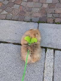 Volpino pomerania Toy FIGLIO DI CAMPIONE rosso