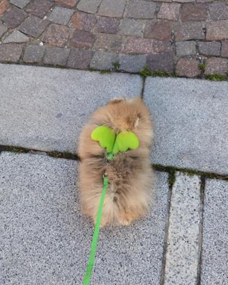 Volpino pomerania Toy FIGLIO DI CAMPIONE rosso