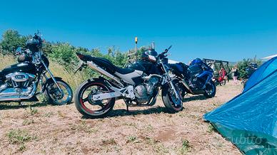 hornet 600