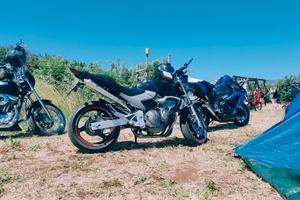 hornet 600