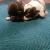 Cuccioli chihuahua pelo lungo pedigree ENCI