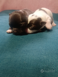 Cuccioli chihuahua pelo lungo pedigree ENCI