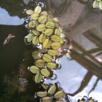 Piante Acquatiche - Salvinia
