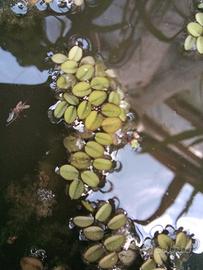 Piante Acquatiche - Salvinia