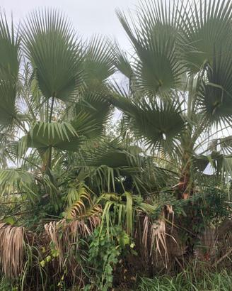 Palme Washingtonia