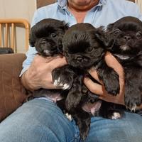 Cuccioli pechinese