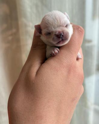 Chihuahua