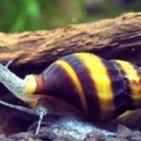 Helena killer adulte