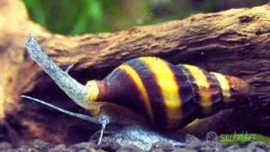 Helena killer adulte