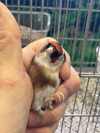 Cardellino favato 2025