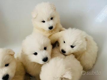 Cuccioli di Samoiedo