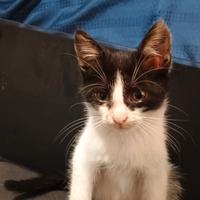 Gattina bianco e nera