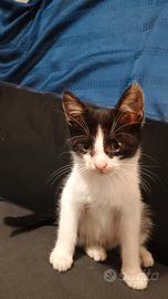Gattina bianco e nera