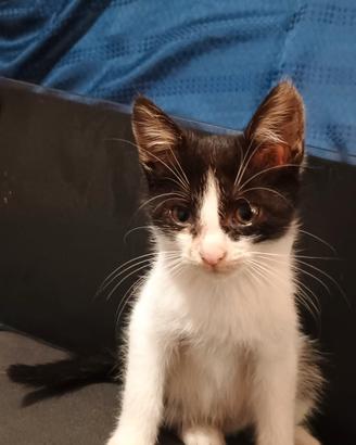 Gattina bianco e nera