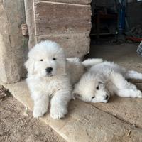 Cuccioli pastore maremmano