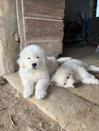 Cuccioli pastore maremmano
