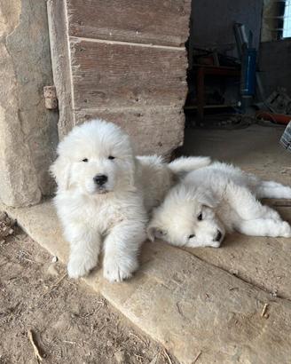 Cuccioli pastore maremmano