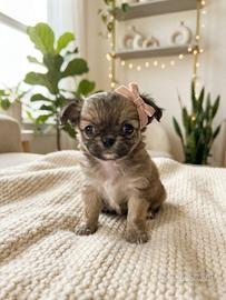 Chihuahua pedigree ENCI