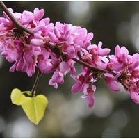 albero giuda "Cercis"  varie misure da 15€ a 30€ 