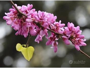 albero giuda "Cercis"  varie misure da 15€ a 30€ 