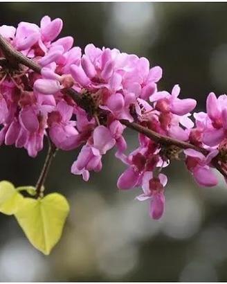 albero giuda "Cercis"  varie misure da 15€ a 30€ 