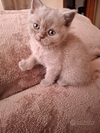 British Shorthair blue e lilac
