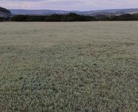 Terreno agricolo