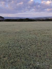 Terreno agricolo