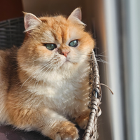 British Shorthair