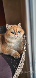 British Shorthair