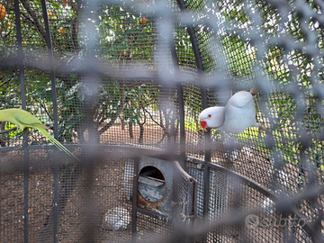 Parrocchetti dal collare