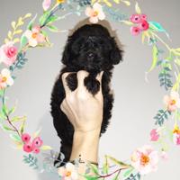 Maltipoo Toy cuccioli femminuccia Total black