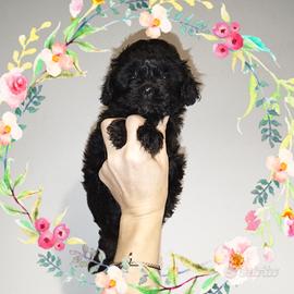 Maltipoo Toy cuccioli femminuccia Total black