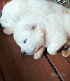 Cuccioli samoiedo