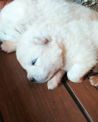 Cuccioli samoiedo