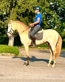 Cavallo Lusitano Albino 4 anni stallone libro azul