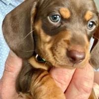 Cuccioli di bassotti maschi femmine cioccolato