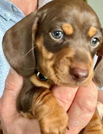 Cuccioli di bassotti maschi femmine cioccolato