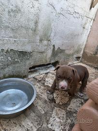 Cucciola american Pitbull ukc Red nose