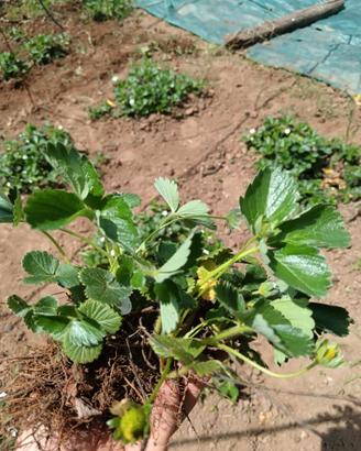Fragole