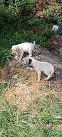 2 cuccioli maschi figli di Setter Inglese