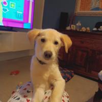 Cucciola in adozione