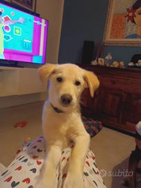 Cucciola in adozione