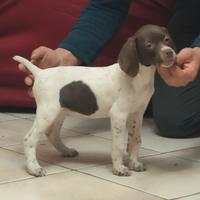 Bracco francese femmina