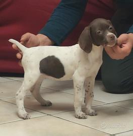 Bracco francese femmina