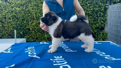 Akita americano cuccioli