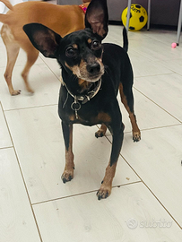 Dolcissimo simil pincher